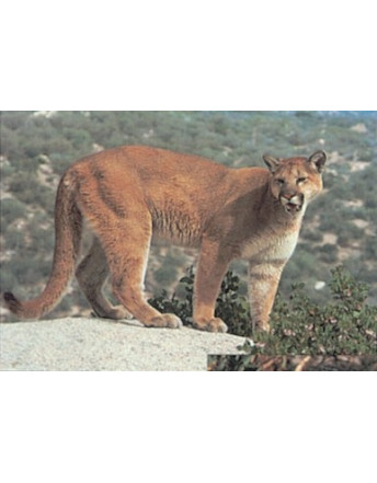 113 cougar