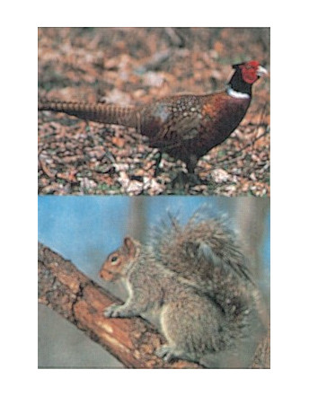 117 pheasant squirrel