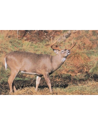 203 whitetail deer